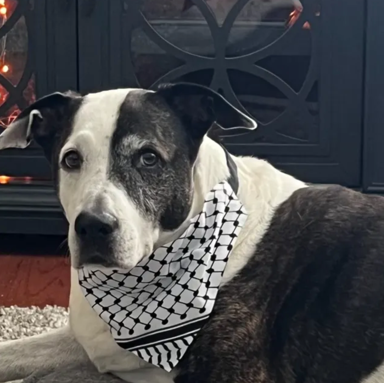 Cats | Dogs | Palestine Keffiyeh Bandana
